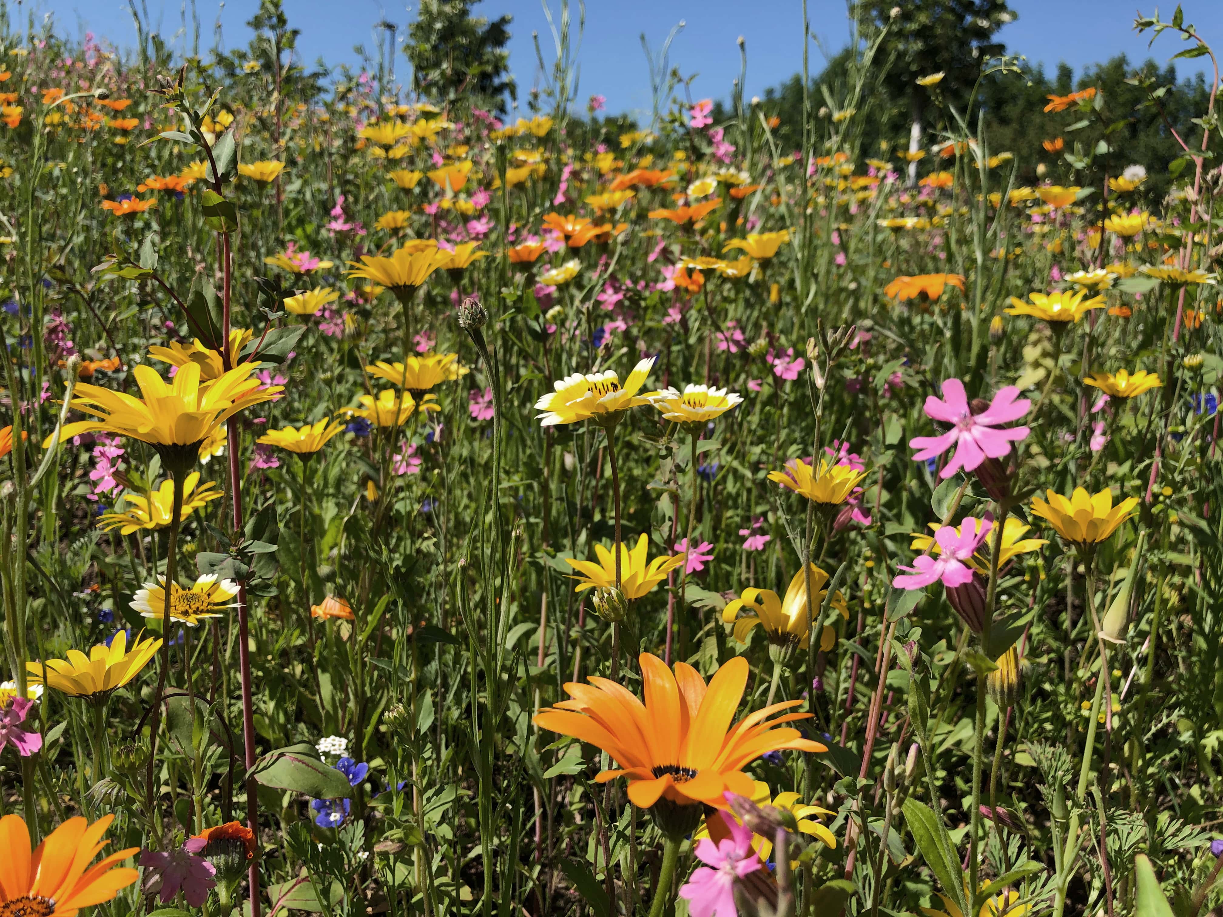 Foto einer blühenden Blumenwiese